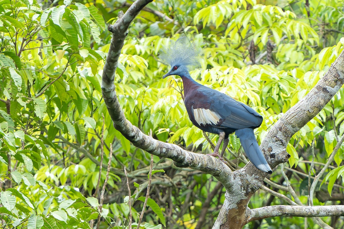 Sclater's Crowned-Pigeon - ML628869197