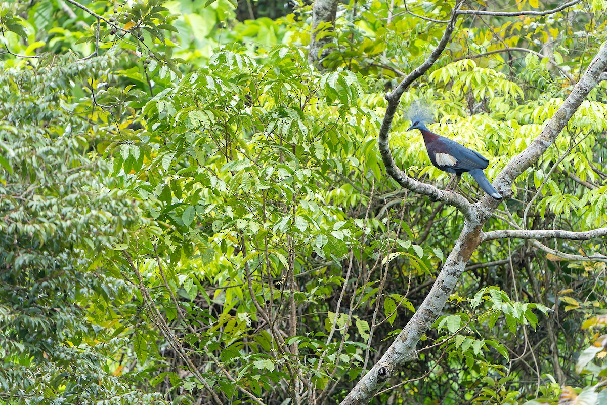Sclater's Crowned-Pigeon - ML628869201