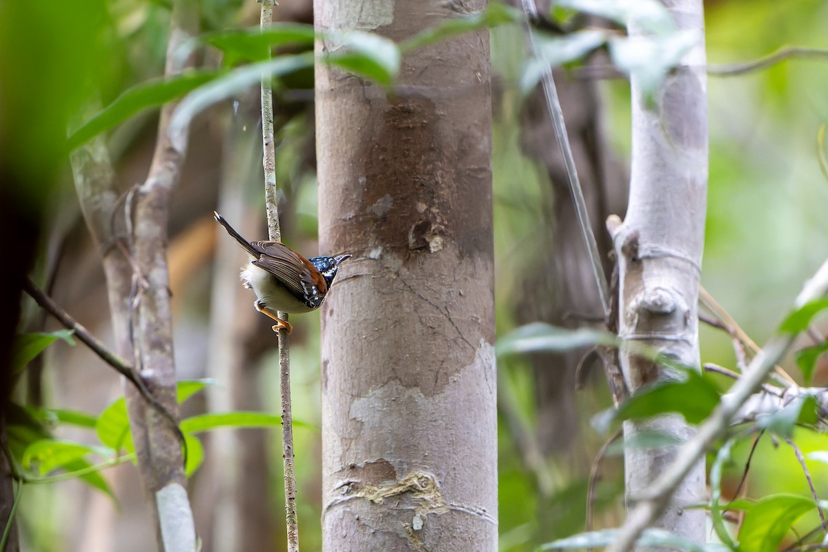 Wallace's Fairywren - ML628869298