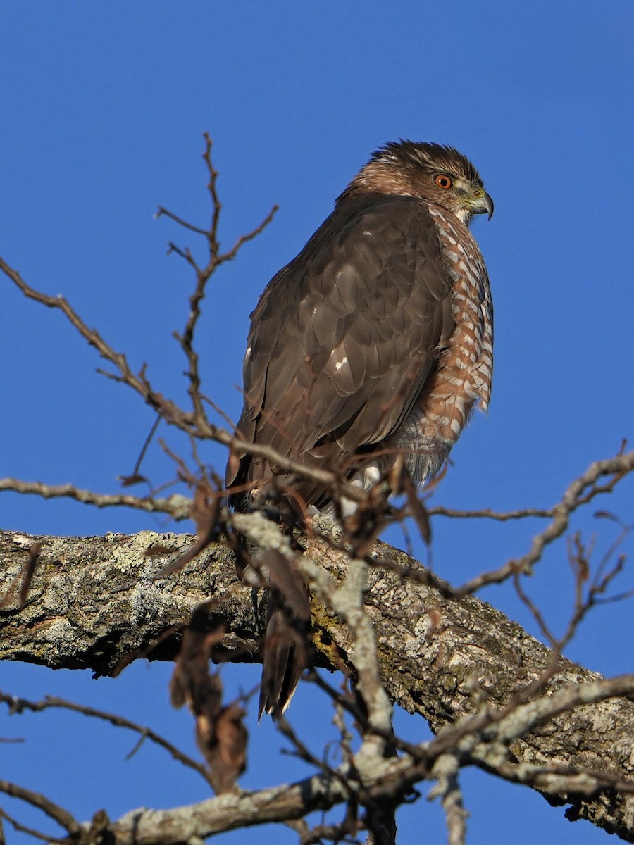 Cooper's Hawk - ML628869330