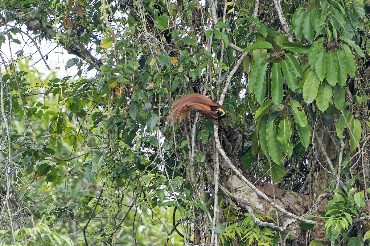 Raggiana Bird-of-Paradise - ML628869338