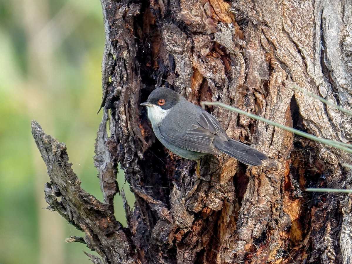 Curruca Cabecinegra - ML628869600