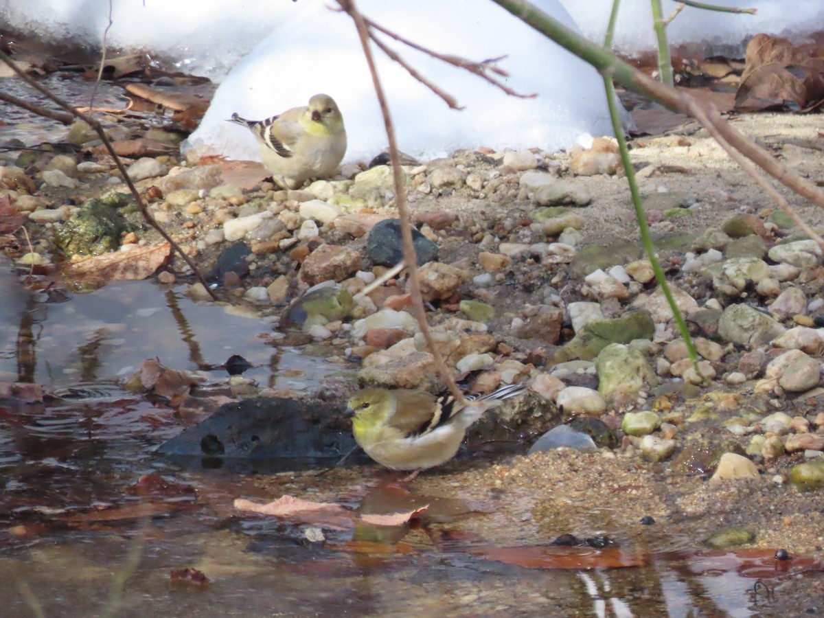 American Goldfinch - ML628869609