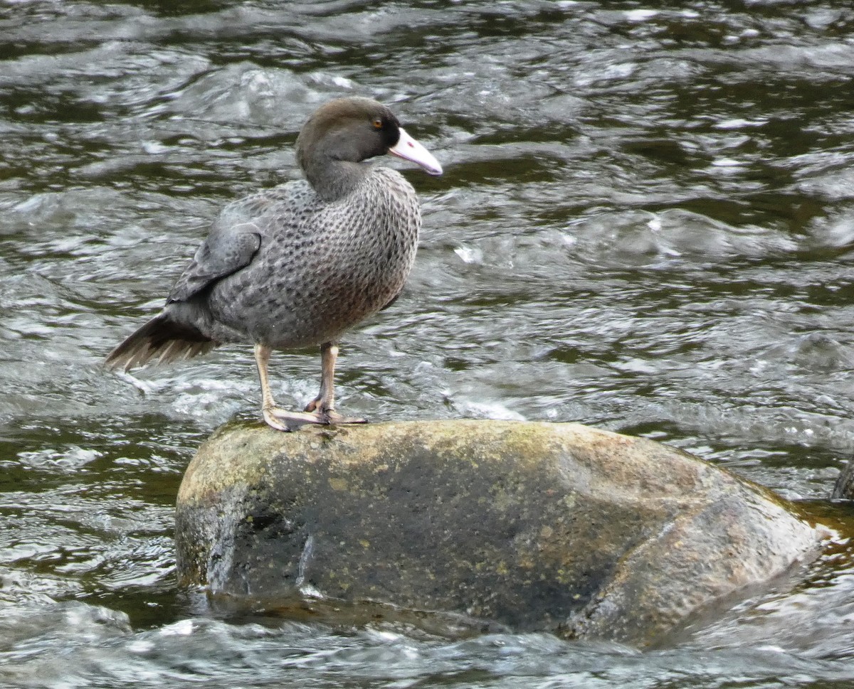 Pato Azul - ML628869629