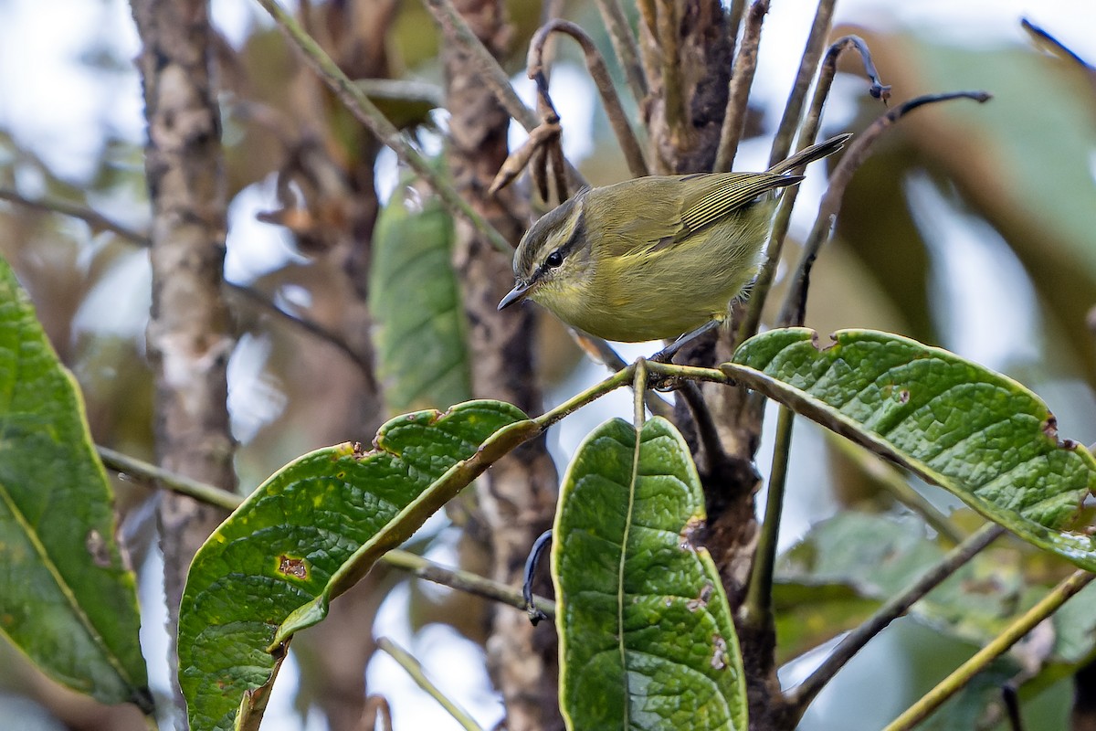 Island Leaf Warbler (New Guinea) - ML628869645