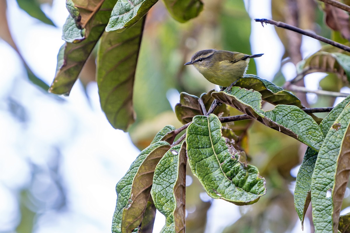 Island Leaf Warbler (New Guinea) - ML628869646