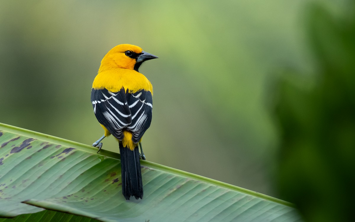 Yellow Oriole - ML628869730