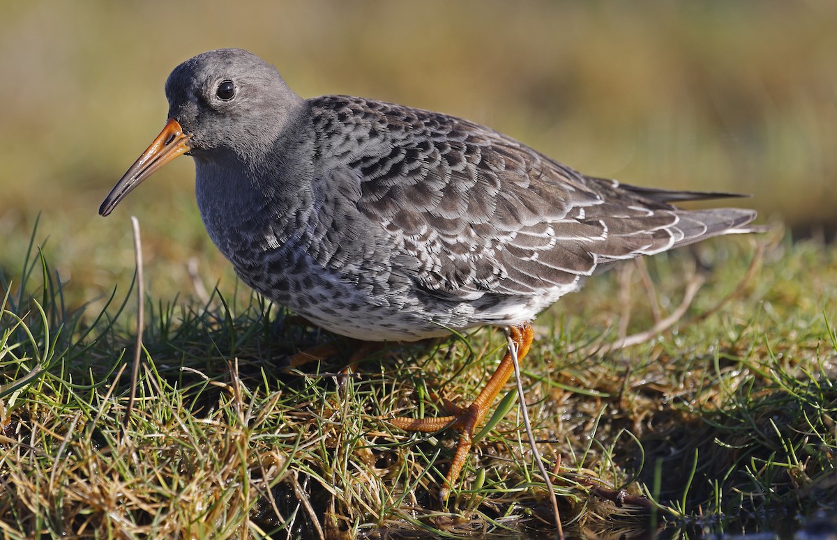 Purple Sandpiper - ML628869831