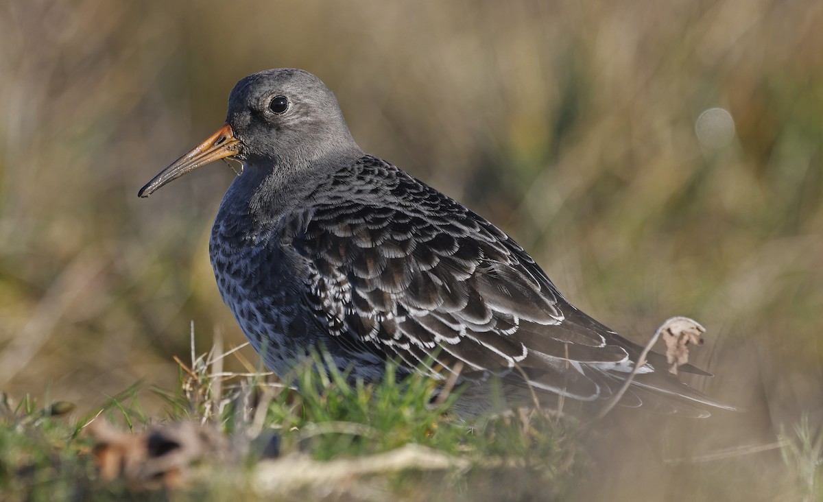 Purple Sandpiper - ML628869840