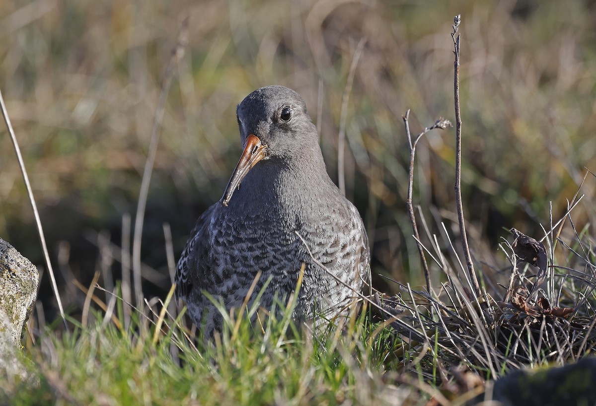 Purple Sandpiper - ML628869847