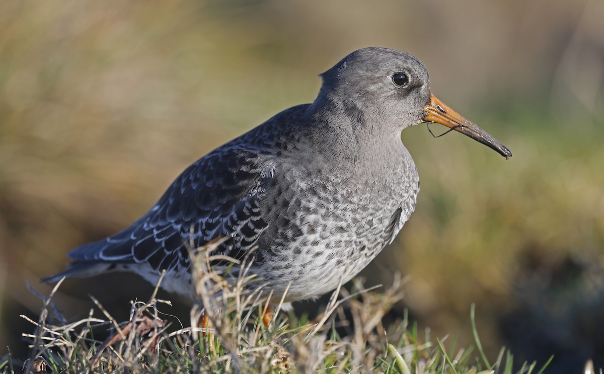 Purple Sandpiper - ML628869849