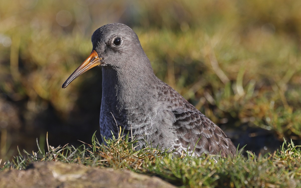 Purple Sandpiper - ML628869855