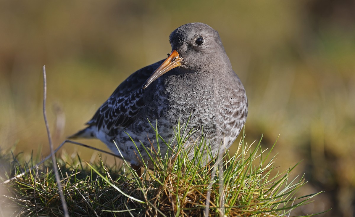 Purple Sandpiper - ML628869860