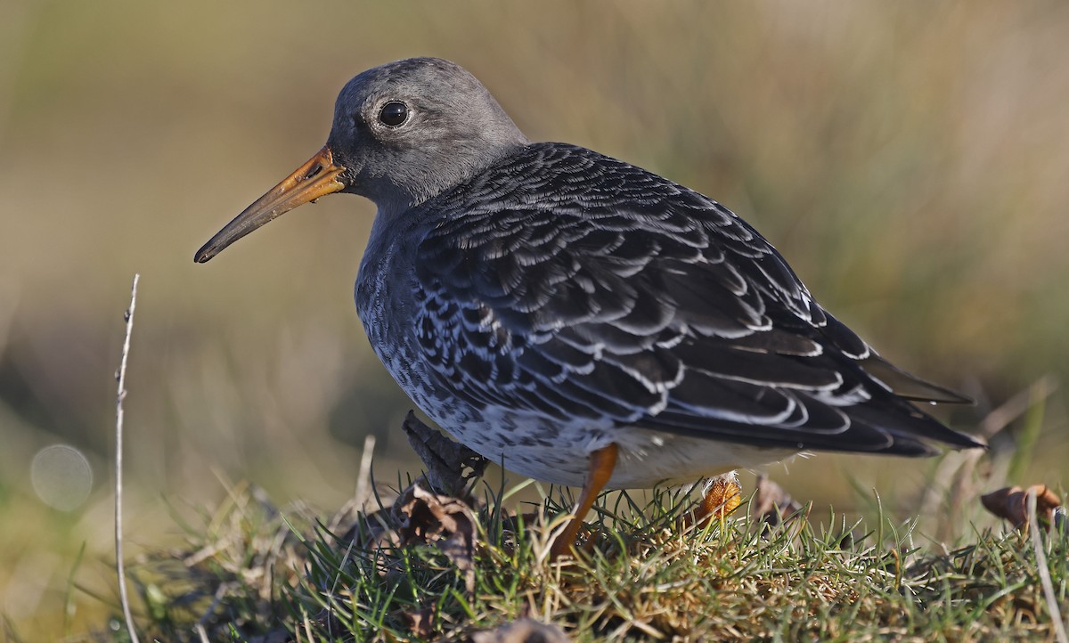 Purple Sandpiper - ML628869871