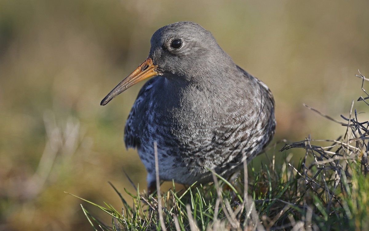 Purple Sandpiper - ML628869875
