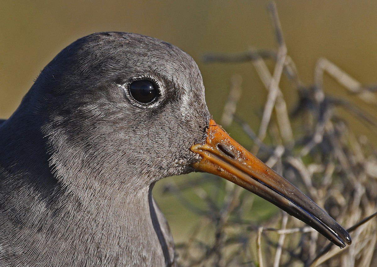 Purple Sandpiper - ML628869881