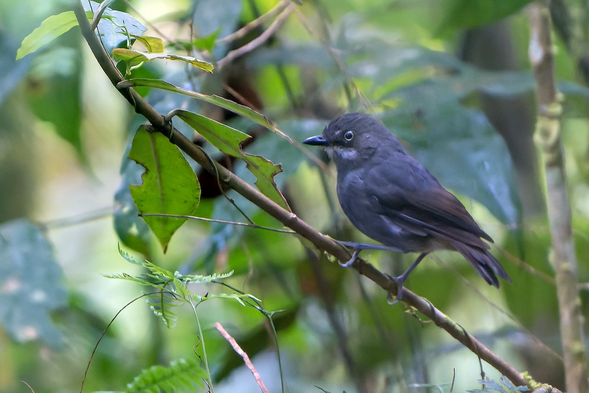 White-eyed Robin - ML628870159