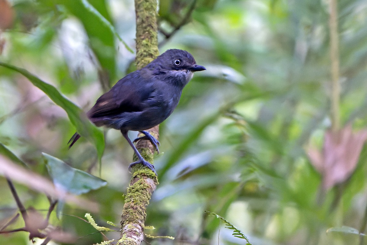 White-eyed Robin - ML628870160