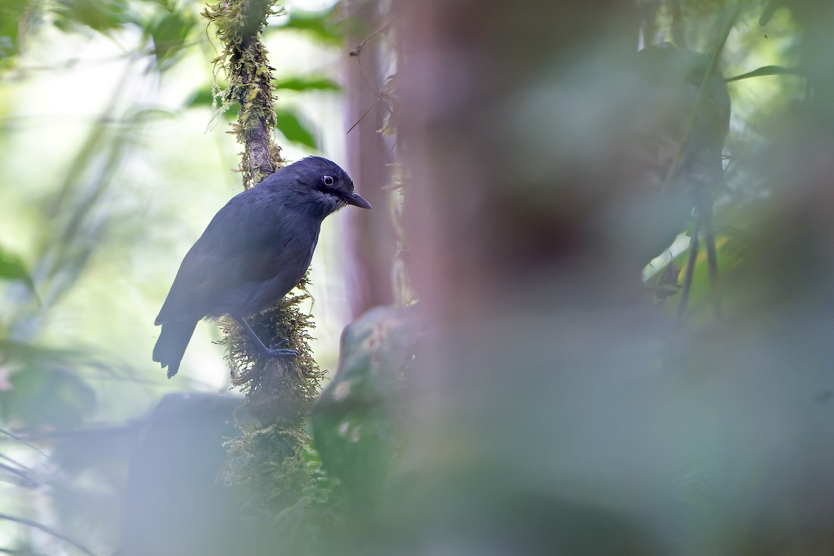 White-eyed Robin - ML628870161