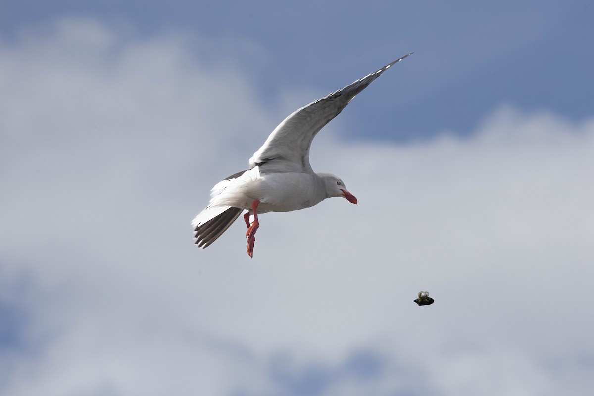 Dolphin Gull - ML628870176