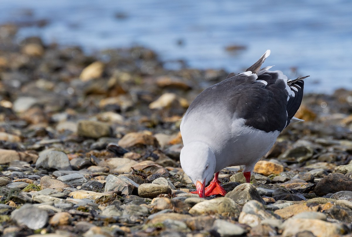 Dolphin Gull - ML628870177