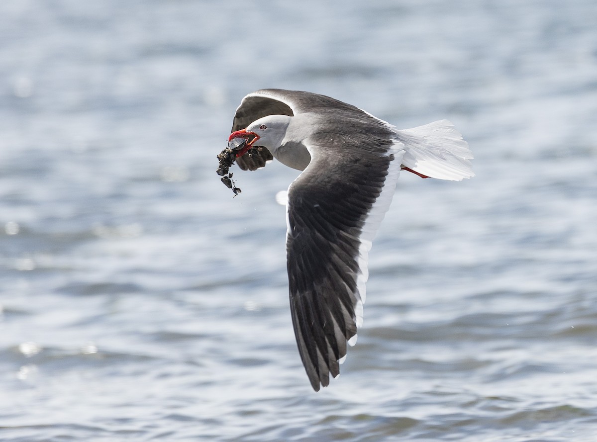 Dolphin Gull - ML628870178