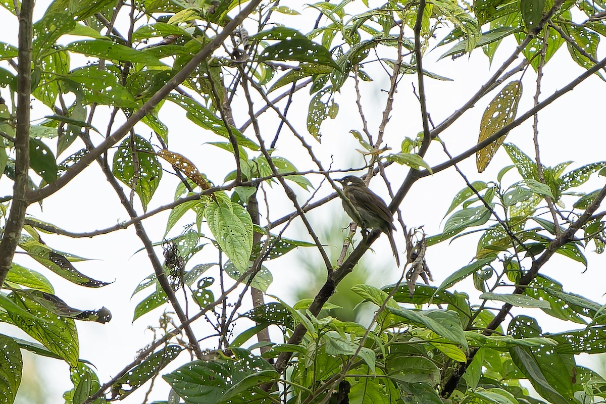 Forest Honeyeater - ML628870230