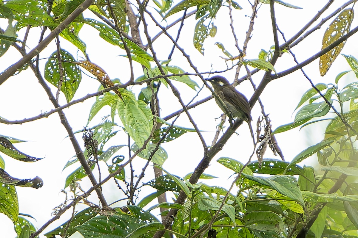 Forest Honeyeater - ML628870231