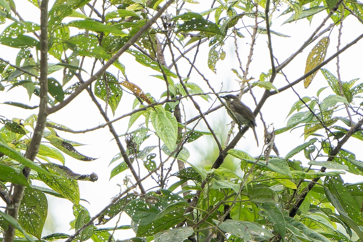 Forest Honeyeater - ML628870232