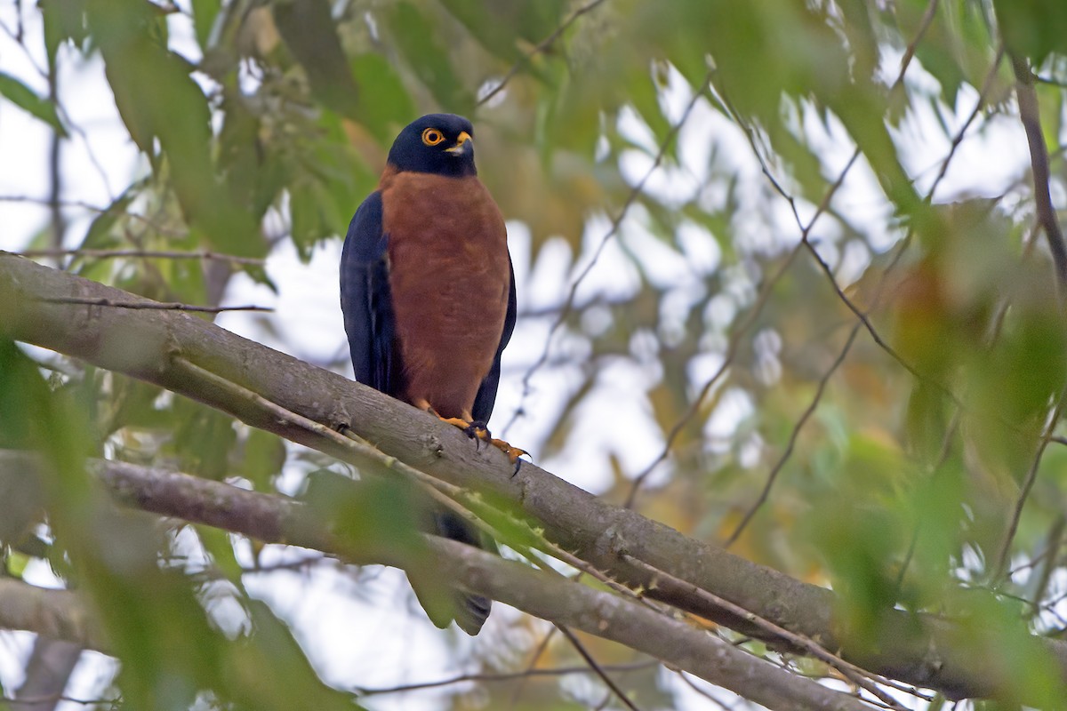 Black-mantled Goshawk - ML628870267