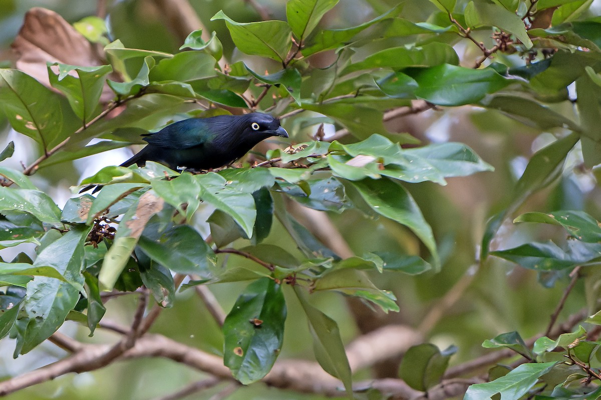 Yellow-eyed Starling - ML628870402