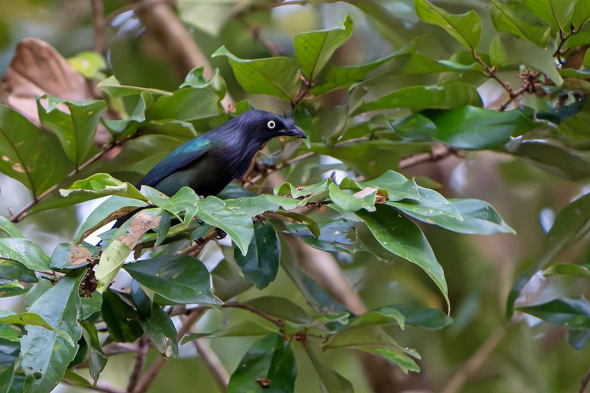 Yellow-eyed Starling - ML628870403