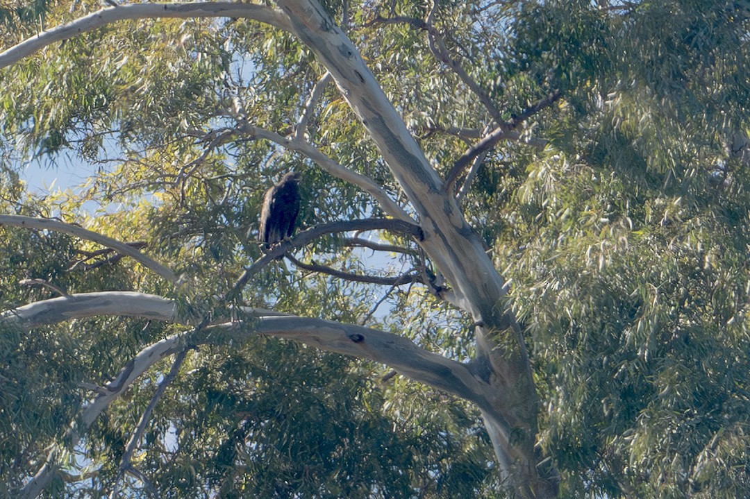 orel volavý - ML628870424