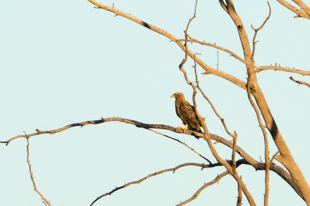 orel volavý - ML628870481