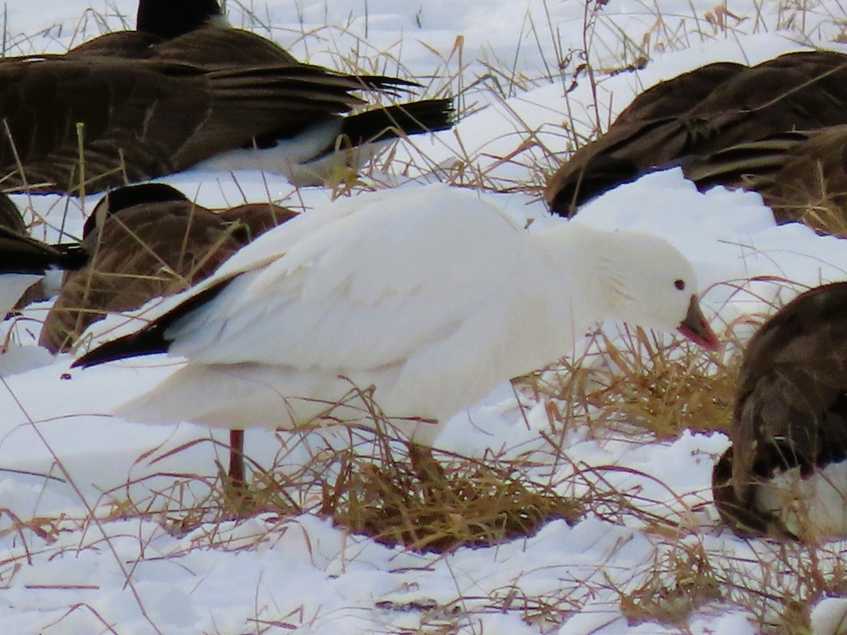 Ross's Goose - ML628870739