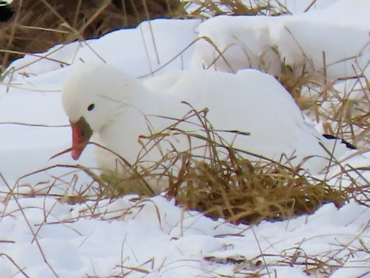 Ross's Goose - ML628870742