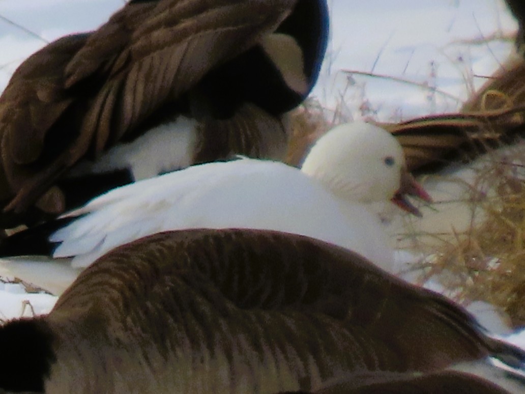 Ross's Goose - ML628870745