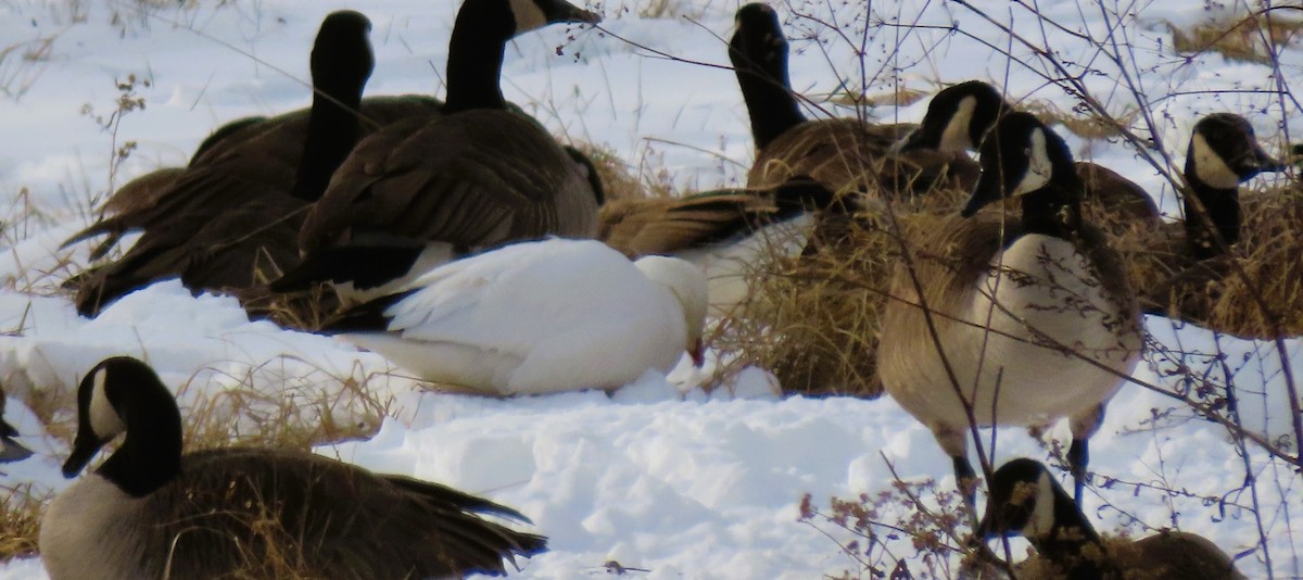 Ross's Goose - ML628870748