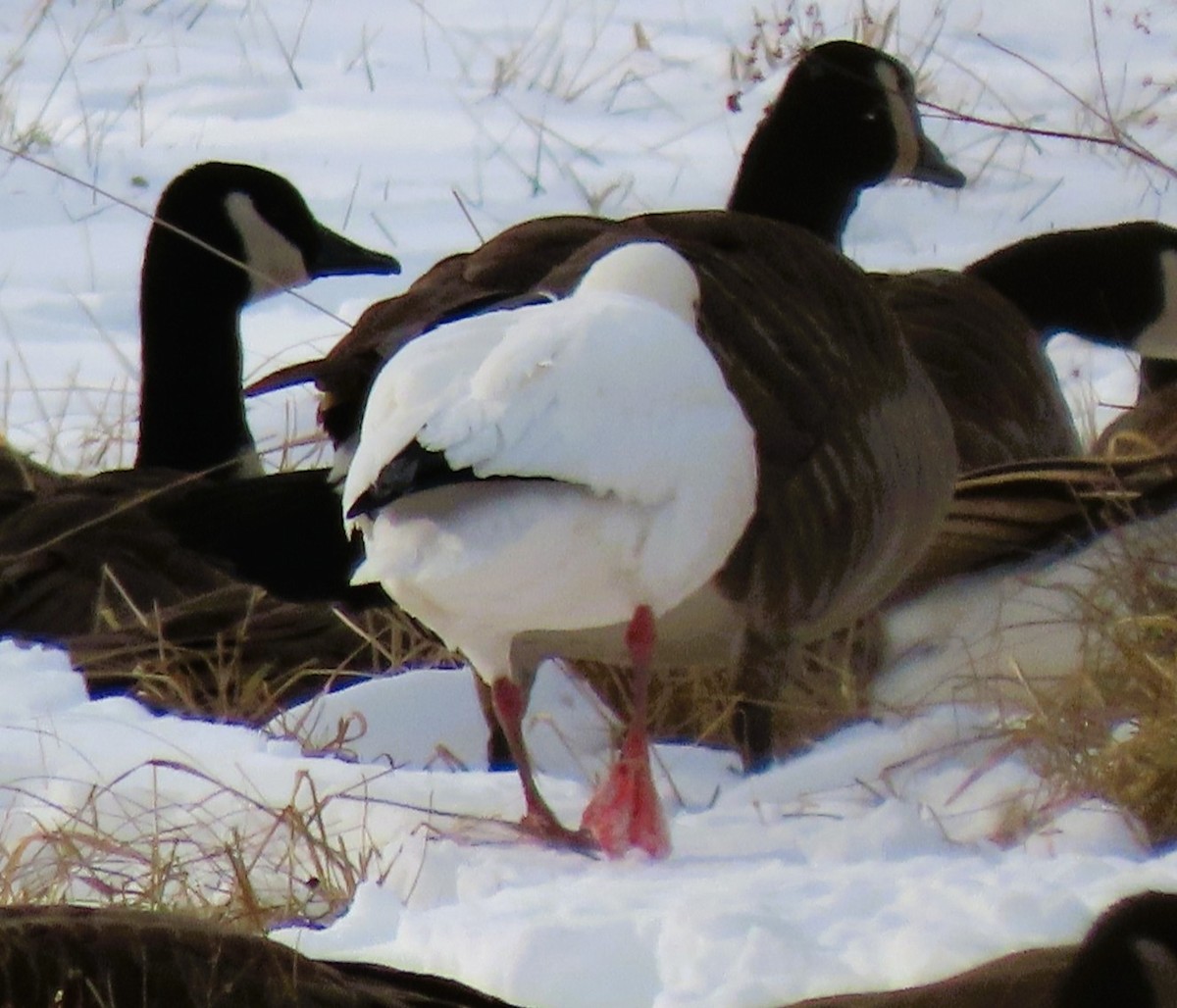 Ross's Goose - ML628870749