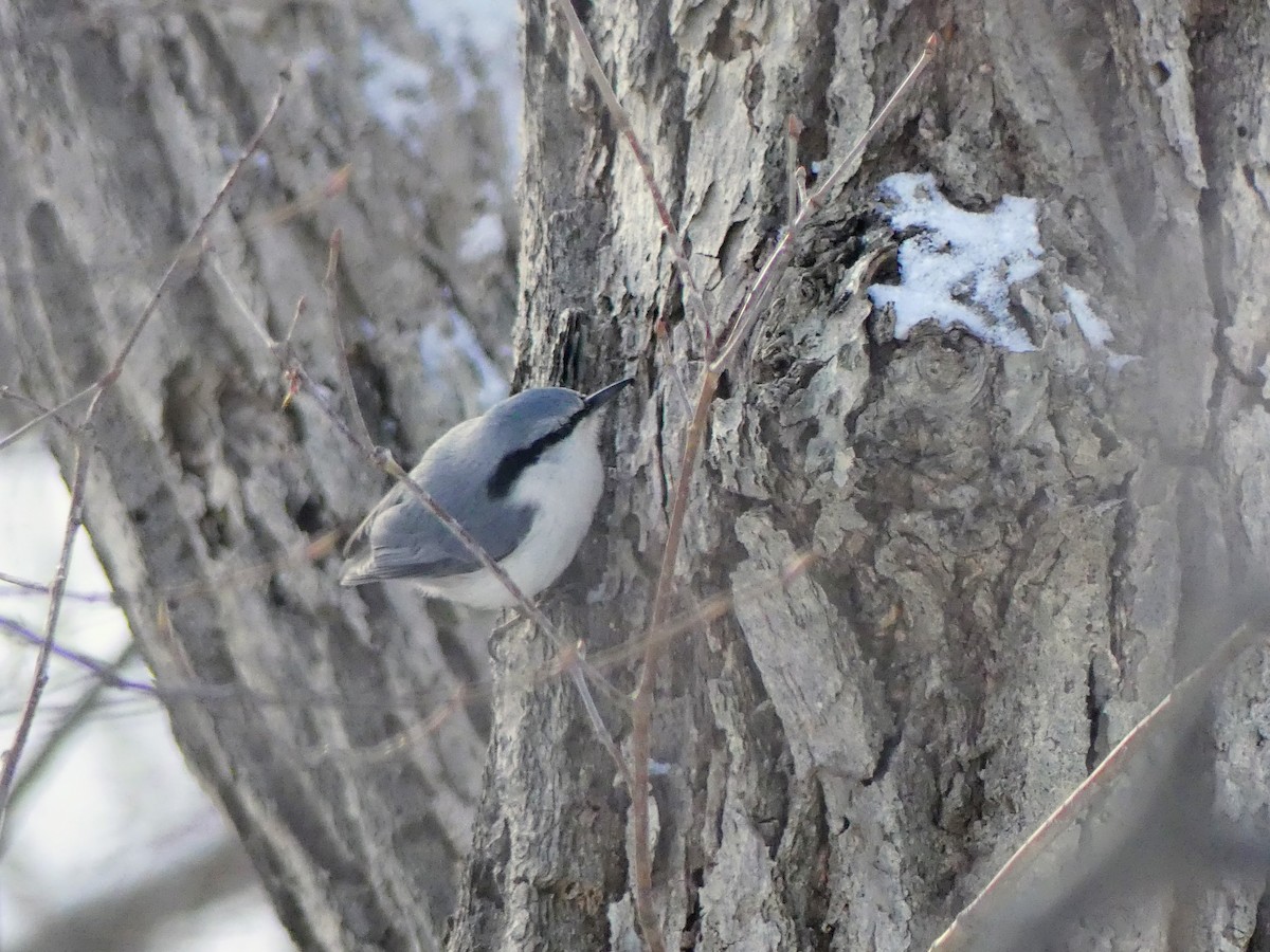 Eurasian Nuthatch (White-bellied) - ML628870845