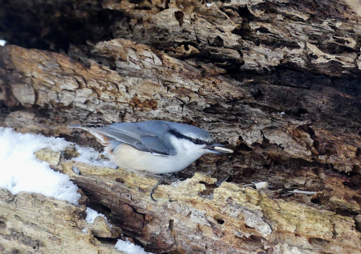 Eurasian Nuthatch (White-bellied) - ML628870846