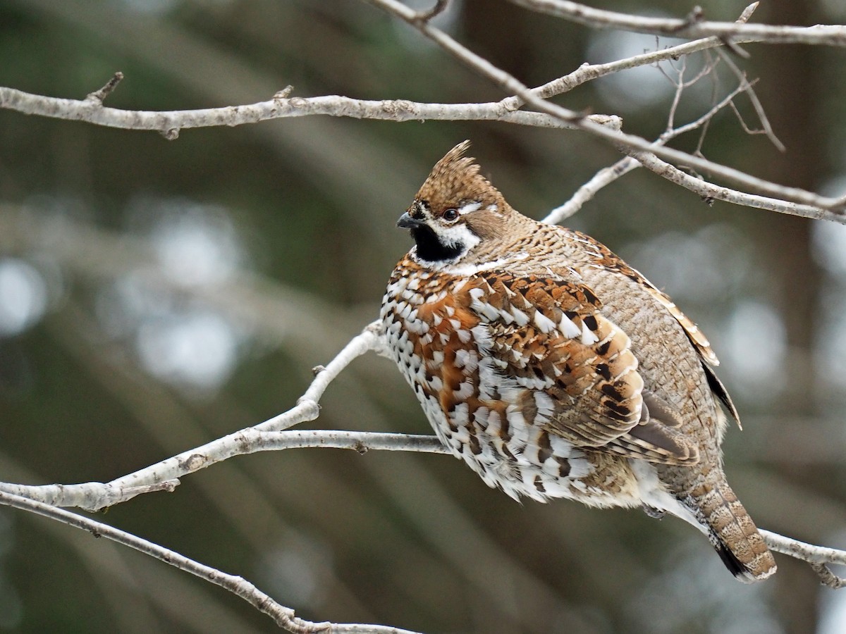 Hazel Grouse - ML628870908