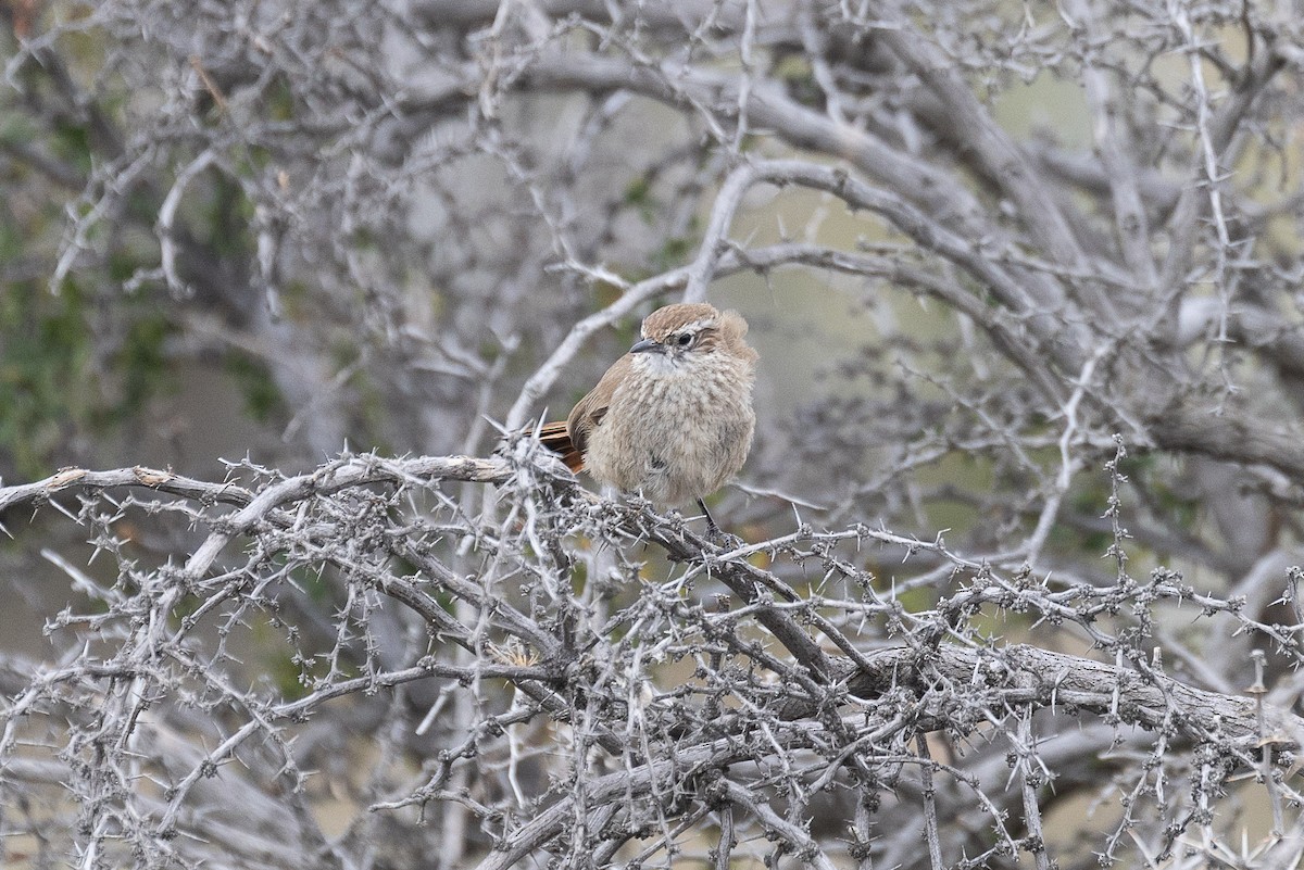 Band-tailed Earthcreeper - ML628870971