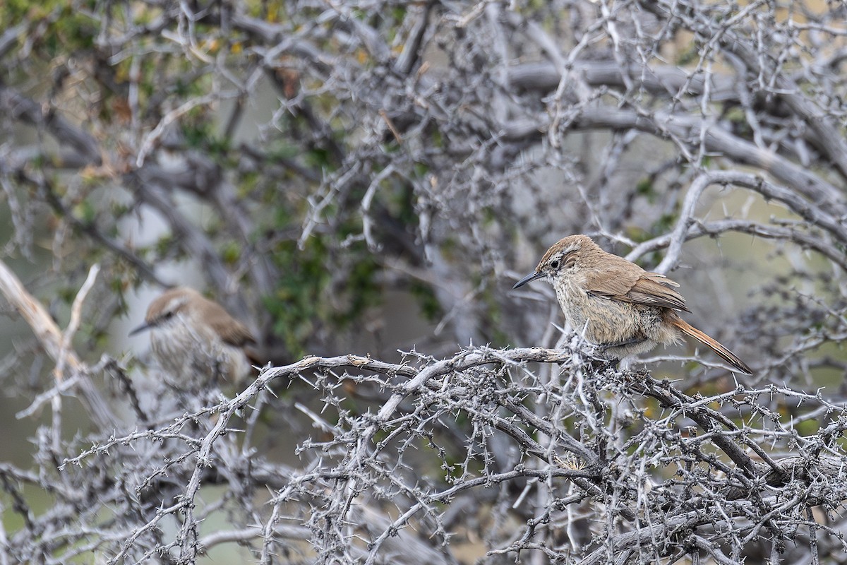 Band-tailed Earthcreeper - ML628870976