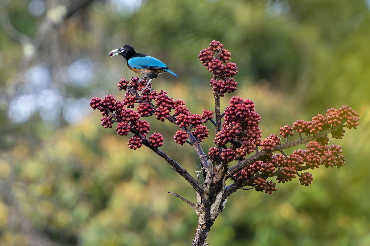 Blue Bird-of-Paradise - ML628870978