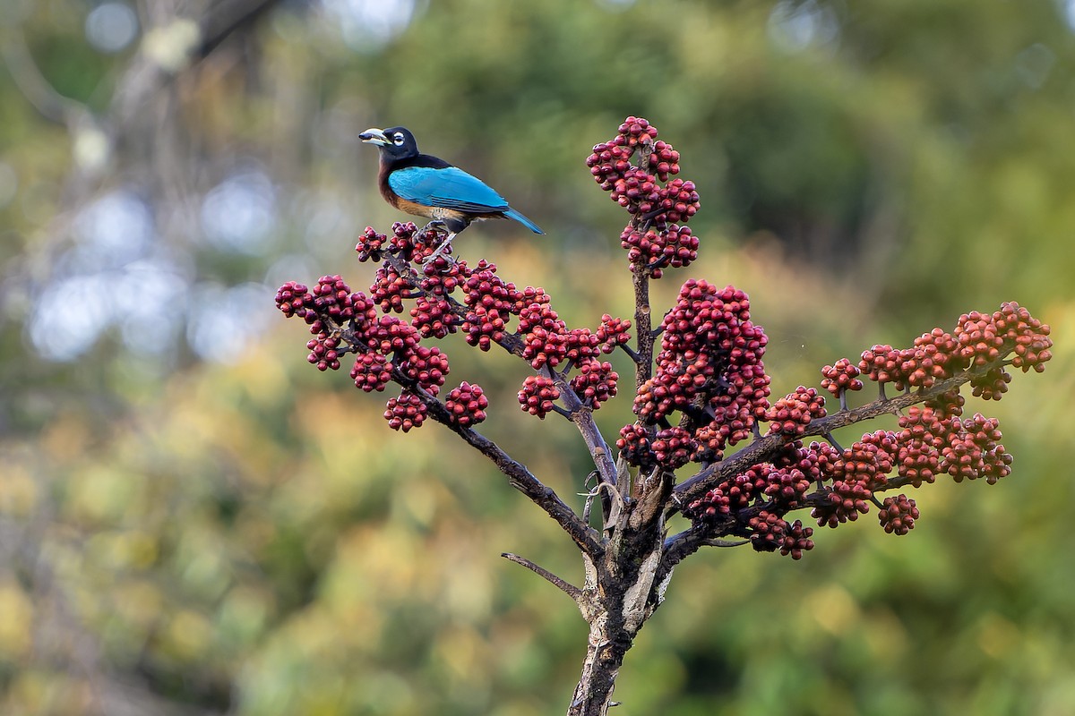 Blue Bird-of-Paradise - ML628870983