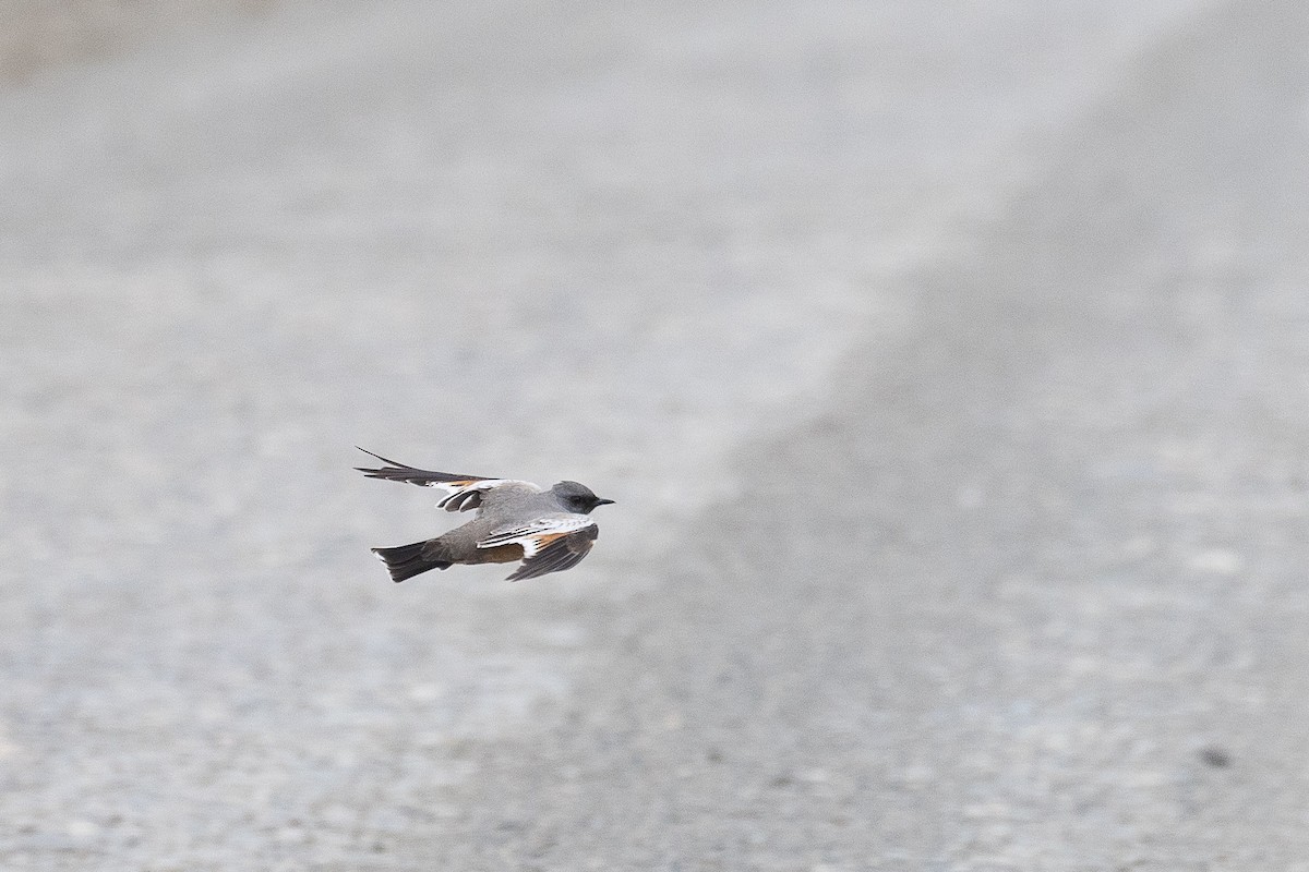 Chocolate-vented Tyrant - ML628871003