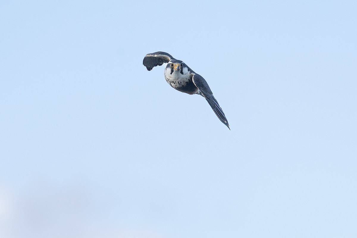 Aplomado Falcon - ML628871016