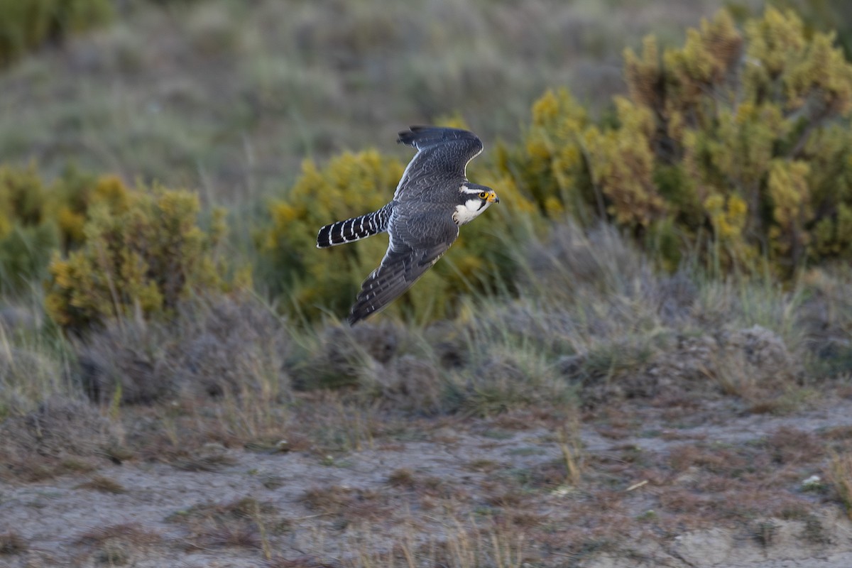 Aplomado Falcon - ML628871017