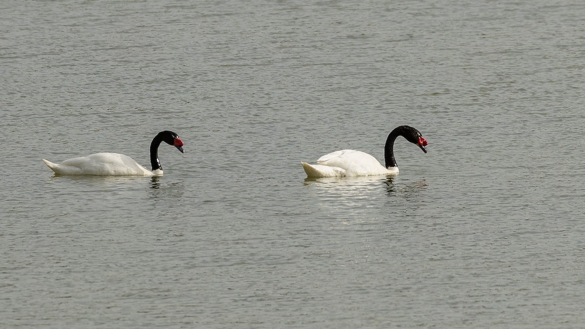 Black-necked Swan - ML628871075